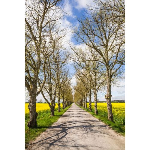 Bibikow, Walter 아티스트의 Sweden-Gotland Island-Romakloster-country road with yellow springtime flowers작품입니다.